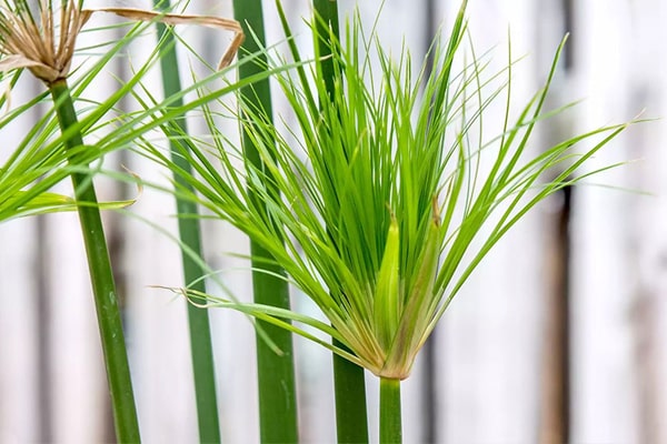 گل نخل مرداب